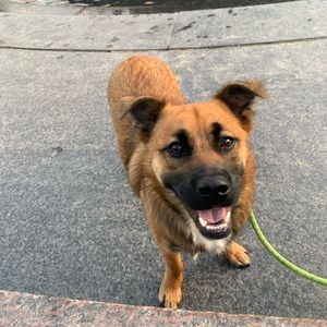 Meet your Posher, Molly